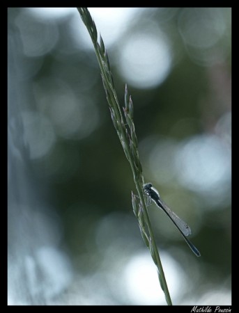Agrion élégant - Ischnura elegans